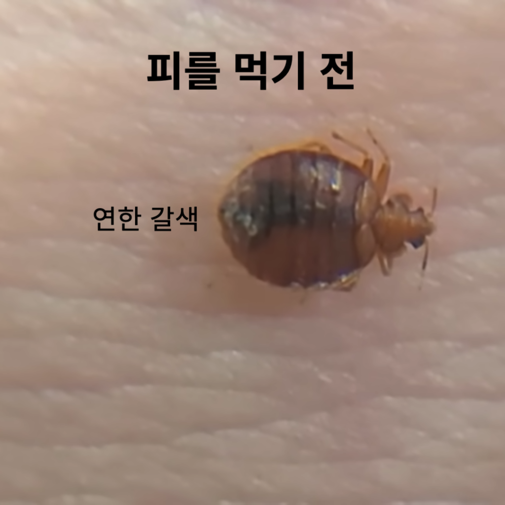 빈대가 피를 먹기전과 후